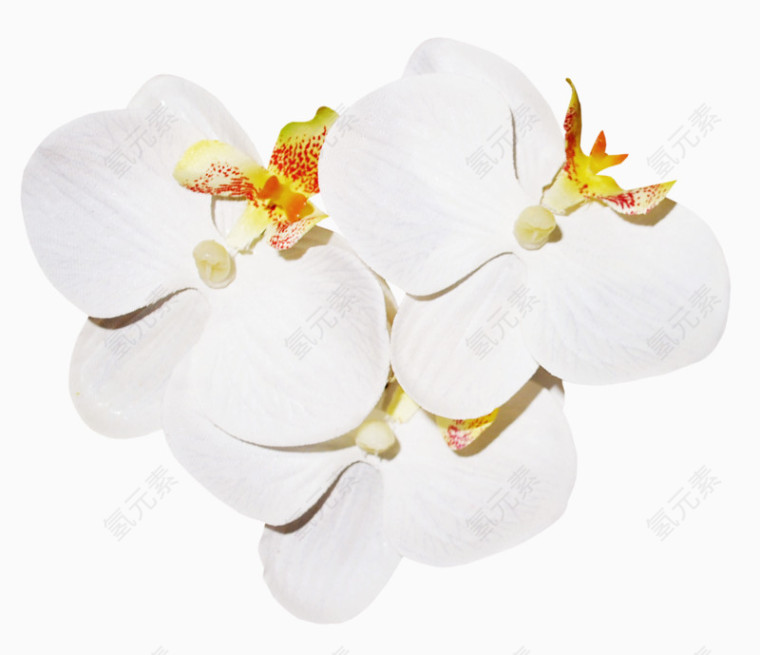 卡通花瓣