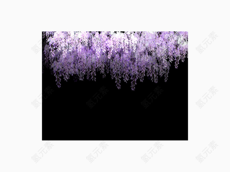繁华紫藤花
