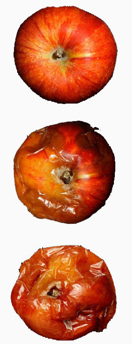 苹果腐烂过程