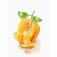 手绘拨开的橘子