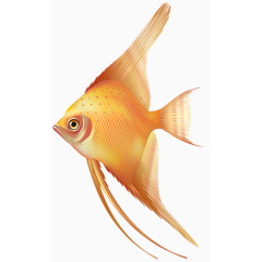 可爱三角鱼海洋生物