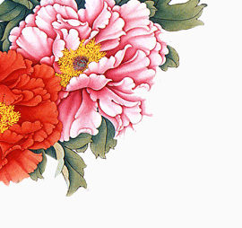 红色牡丹花