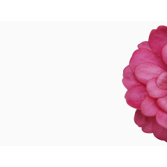 粉红色花朵PPT背景
