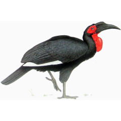 手绘红冠子黑色大鸟