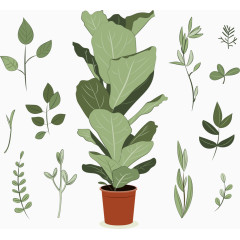 旺盛生长的盆栽