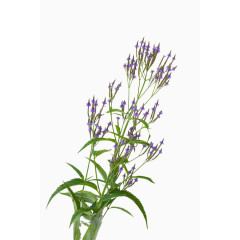 马鞭草免费下载