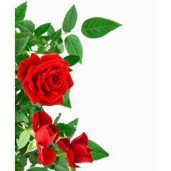 绿叶红色绽放玫瑰