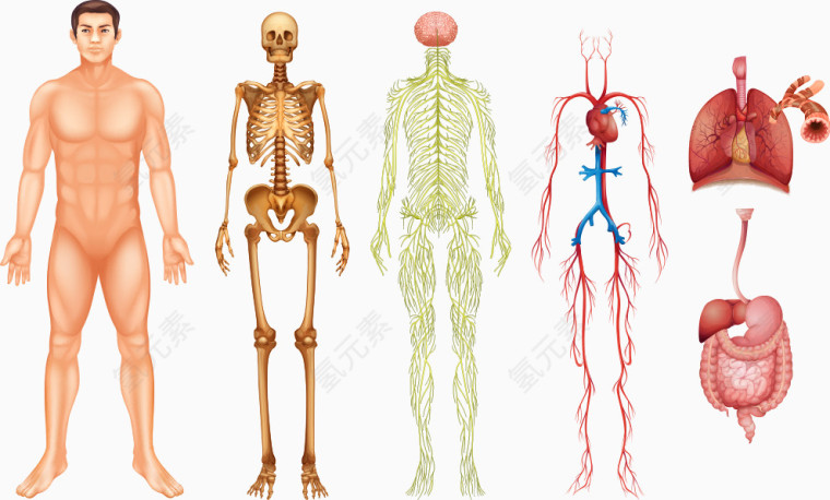 矢量人体肌肉结构图