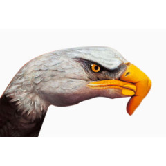 创意彩绘手势老鹰