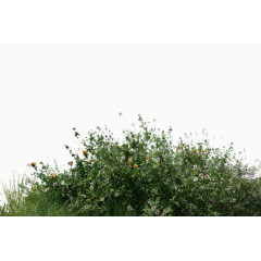 绿色花丛植物装饰图案