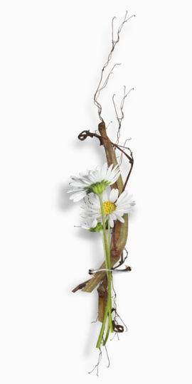 甘菊花纹