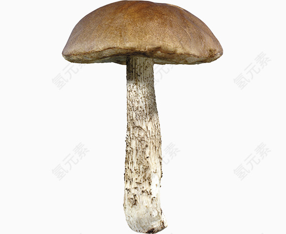 长蘑菇png