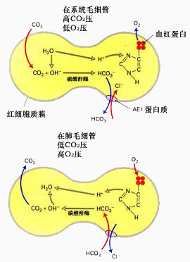 红细胞和蛋白质