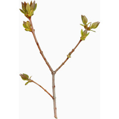 正在生长的枝条