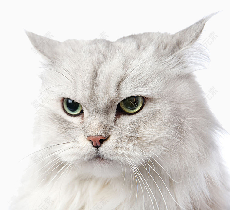 猫咪题材