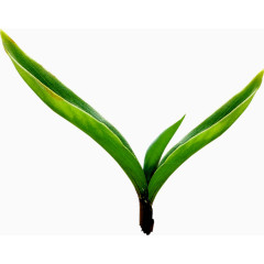 生机勃勃的绿叶