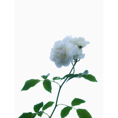 白色牡丹
