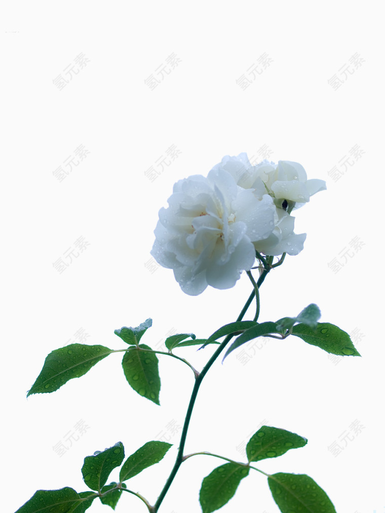 白色牡丹