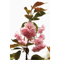 樱花树枝
