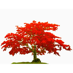 红色枫树素材