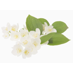 茉莉花素材
