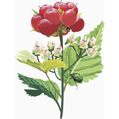 矢量图水果樱桃树莓