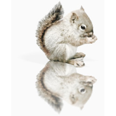 实拍白色松鼠宝宝倒影