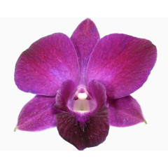 一朵鲜艳紫色石斛花