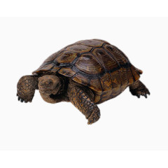 向上看的老乌龟