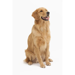 金毛犬免扣元素