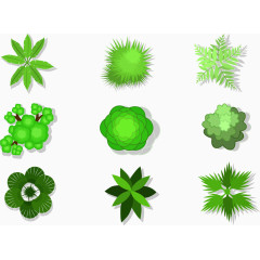 花园草坪植物