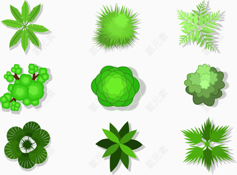 花园草坪植物
