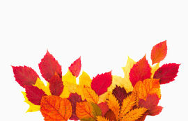 一堆秋天的叶子