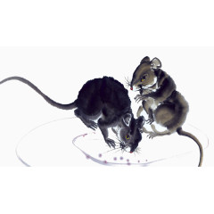 水墨画老鼠