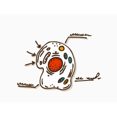 大脑课程