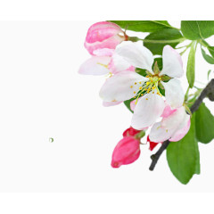 粉白悬枝绽放樱花