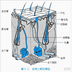 生物知识皮肤组织结构