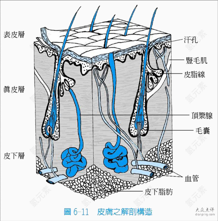 生物知识皮肤组织结构