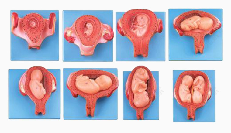 胎儿在子宫内的成长过程