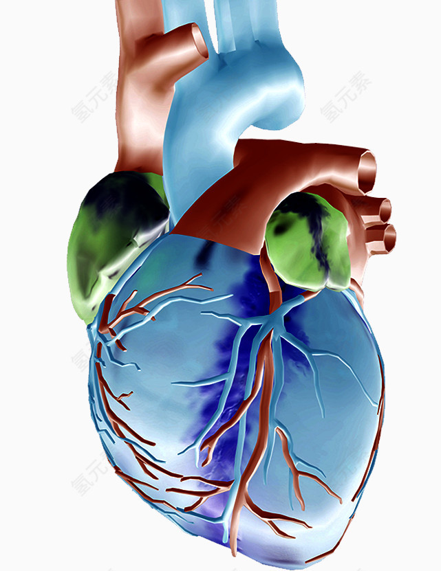 心脏效果图