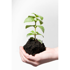 土壤里孕育的绿色生命