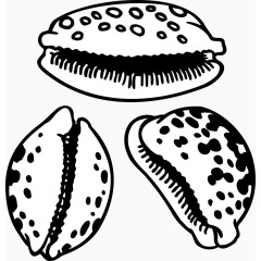 贝壳河蚌矢量图