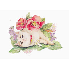 撒娇的猫咪图片素材