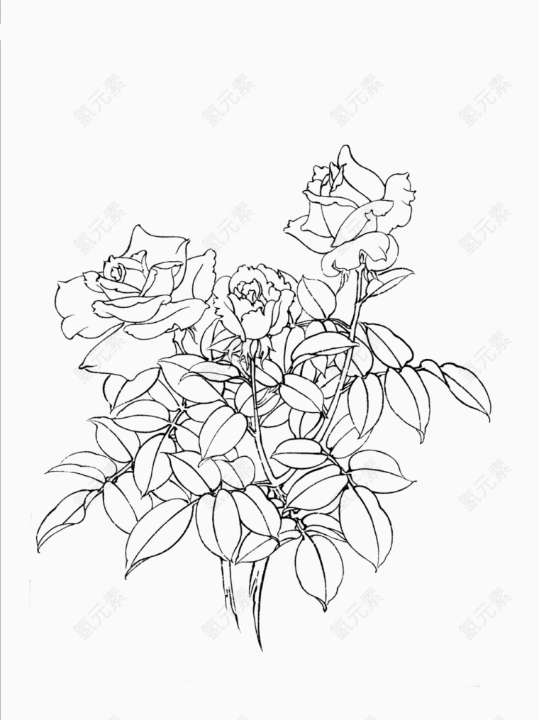 花卉线稿