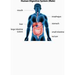 人体解剖信息矢量素材