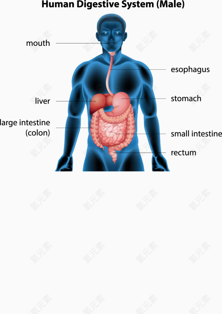 人体解剖信息矢量素材