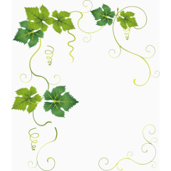 葫芦藤蔓矢量图