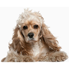 萌狗狗 品种狗 宠物狗 可爱