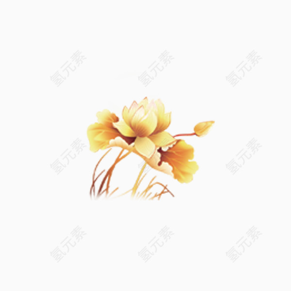 金色荷花素材