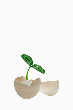 破壳